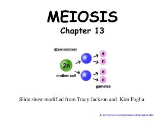 MEIOSIS Chapter 13