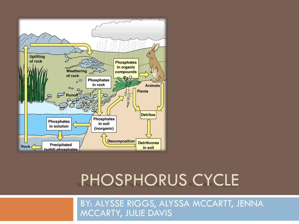 PPT - PHOSPHORUS CYCLE PowerPoint Presentation, free download - ID:253180