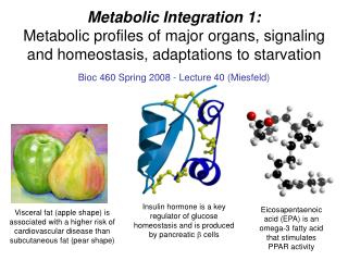Metabolic Integration 1: Metabolic profiles of major organs, signaling and homeostasis, adaptations to starvation