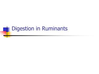 Digestion in Ruminants