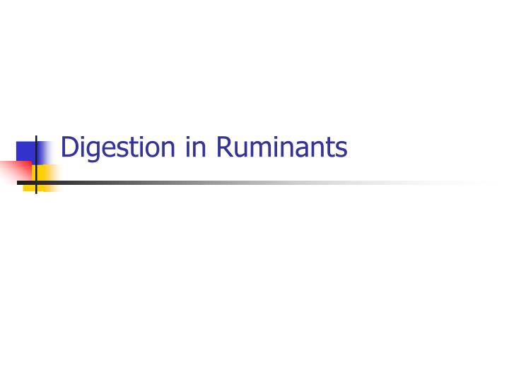digestion in ruminants