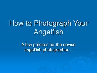 How to Photograph Your Angelfish