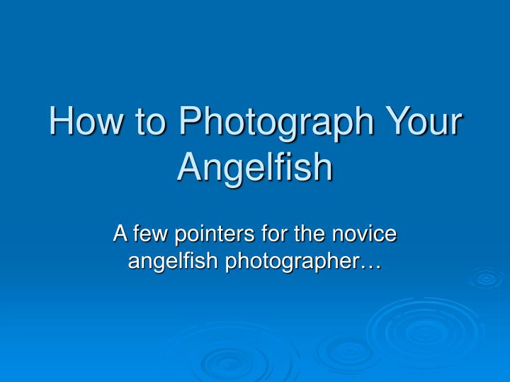 how to photograph your angelfish