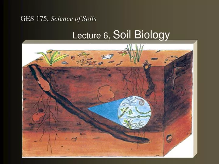 lecture 6 soil biology