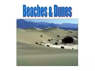 Beaches &amp; Dunes