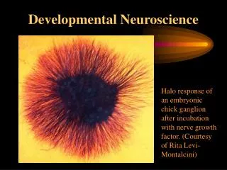 Developmental Neuroscience