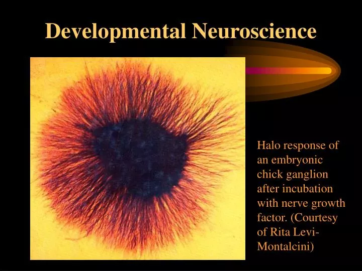 developmental neuroscience