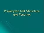 Prokaryote Cell Structure and Function