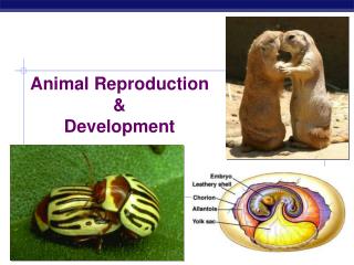 Animal Reproduction &amp; Development