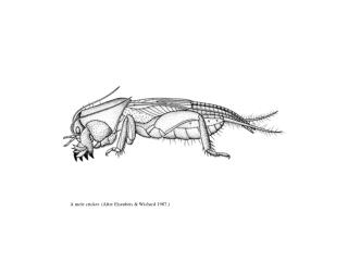 A mole cricket. (After Eisenbeis &amp; Wichard 1987.)