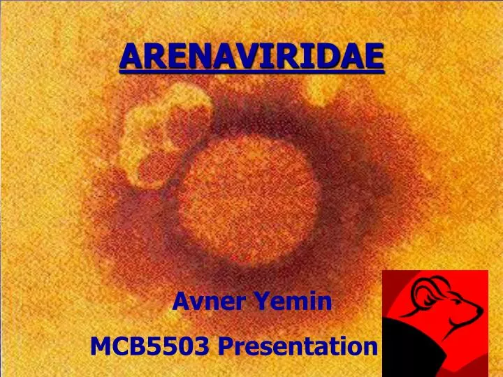 arenaviridae