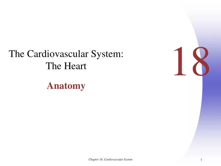 the cardiovascular system the heart anatomy