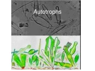 Autotrophs