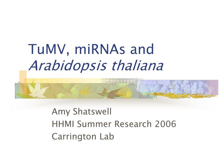 tumv mirnas and arabidopsis thaliana