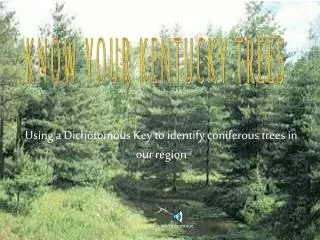 Using a Dichotomous Key to identify coniferous trees in our region click to continue