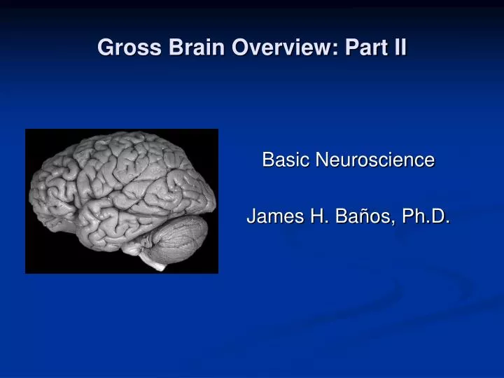 gross brain overview part ii