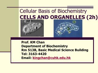 Cellular Basis of Biochemistry CELLS AND ORGANELLES (2h)