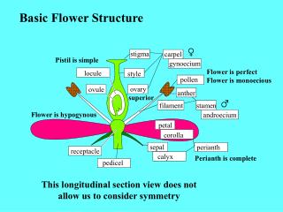 Basic Flower Structure