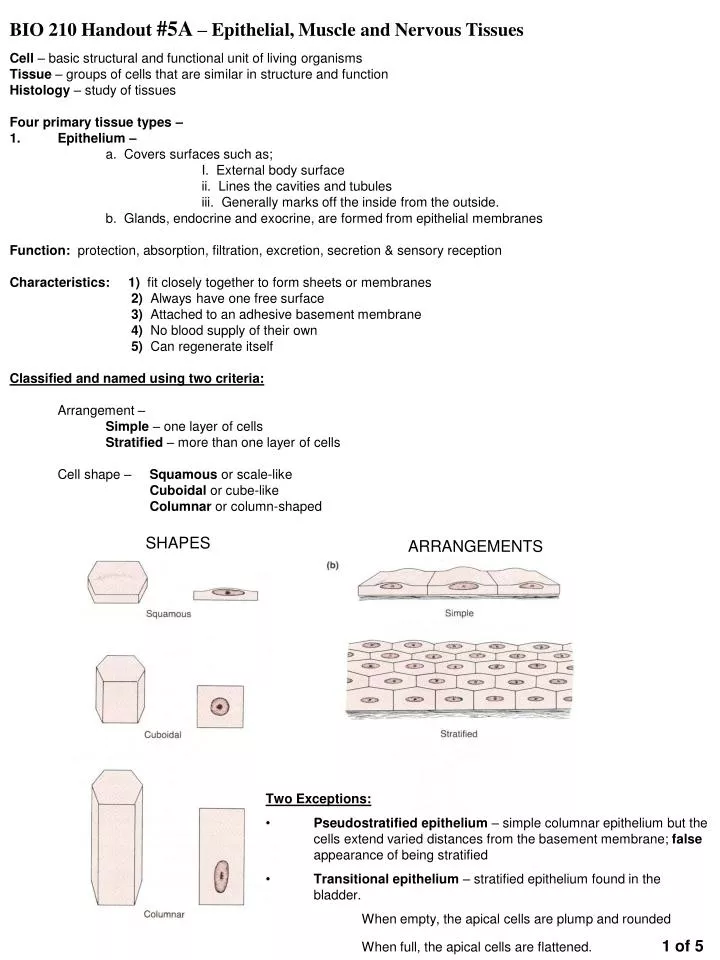 bio 210 handout 5a epithelial muscle and nervous tissues