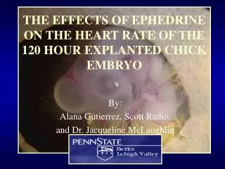THE EFFECTS OF EPHEDRINE ON THE HEART RATE OF THE 120 HOUR EXPLANTED CHICK EMBRYO