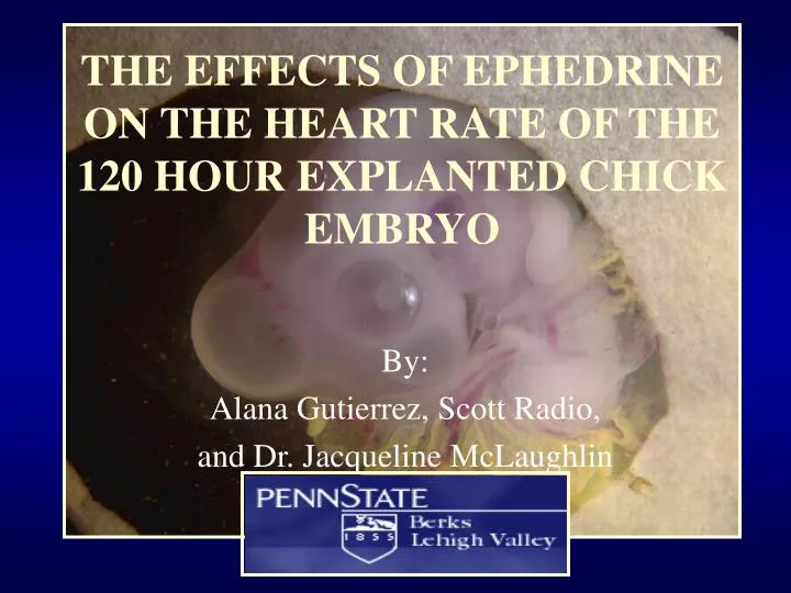 the effects of ephedrine on the heart rate of the 120 hour explanted chick embryo