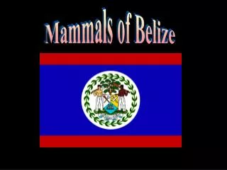 Mammals of Belize