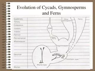 Evolution of Cycads, Gymnosperms and Ferns