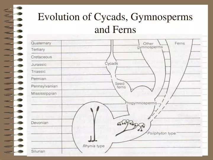 evolution of cycads gymnosperms and ferns