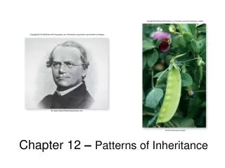 Chapter 12 – Patterns of Inheritance