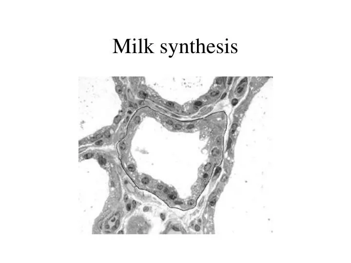 milk synthesis