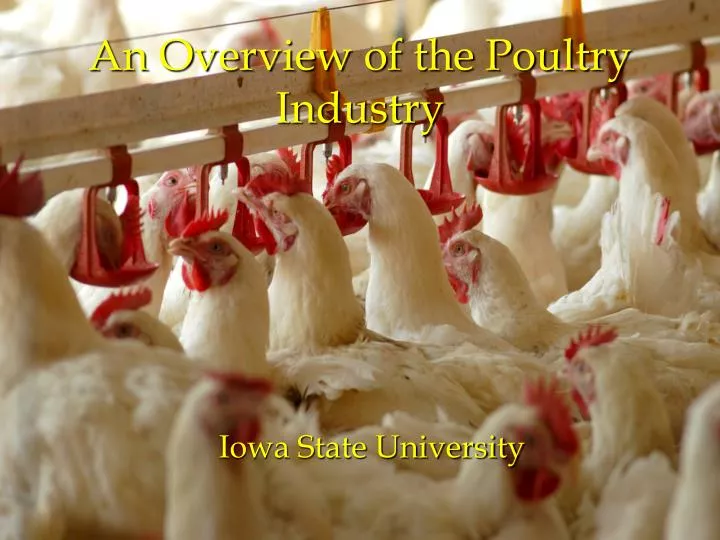 an overview of the poultry industry