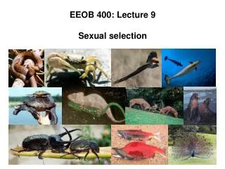 EEOB 400: Lecture 9 Sexual selection