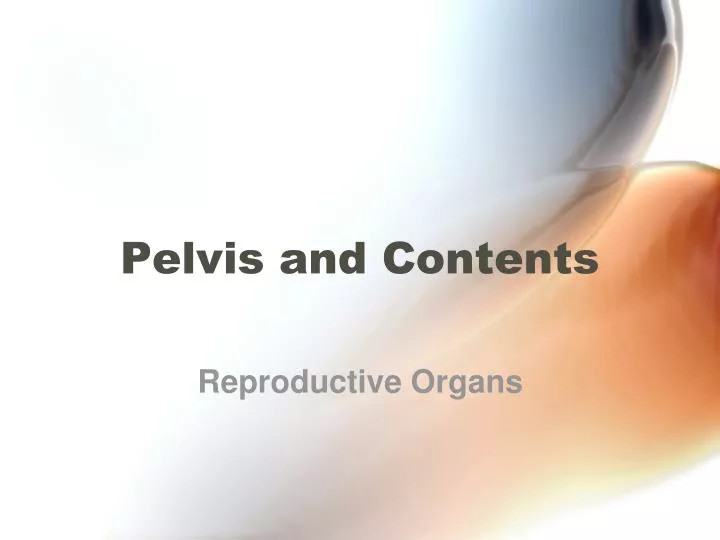 pelvis and contents