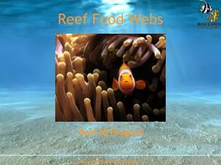 Reef Food Webs