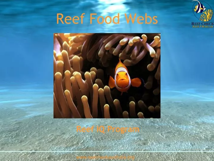 reef food webs