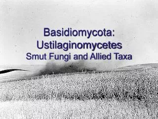 Basidiomycota: Ustilaginomycetes Smut Fungi and Allied Taxa