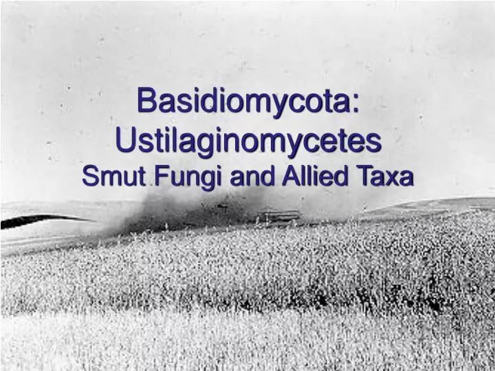 basidiomycota ustilaginomycetes smut fungi and allied taxa