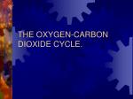 THE OXYGEN-CARBON DIOXIDE CYCLE. - slide 1