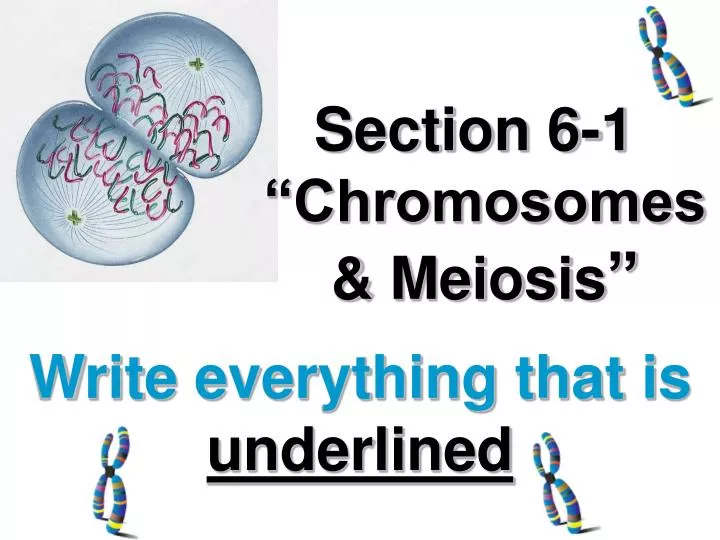 section 6 1 chromosomes meiosis
