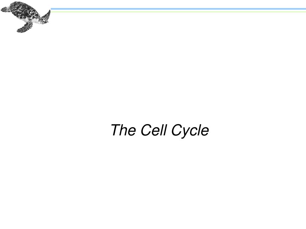PPT - The Cell Cycle PowerPoint Presentation, free download - ID:260018
