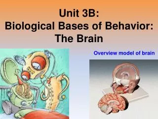 Unit 3B: Biological Bases of Behavior: The Brain