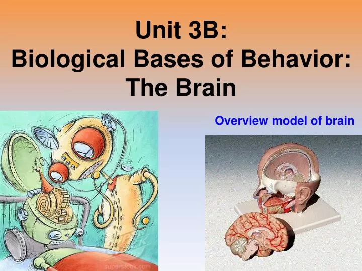 unit 3b biological bases of behavior the brain