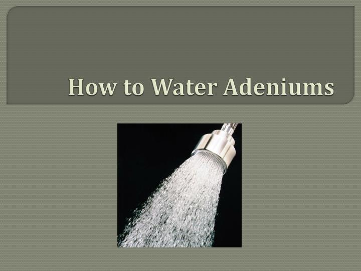 how to water adeniums