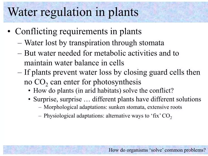 water regulation in plants