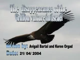 Griffon vulture in Israel