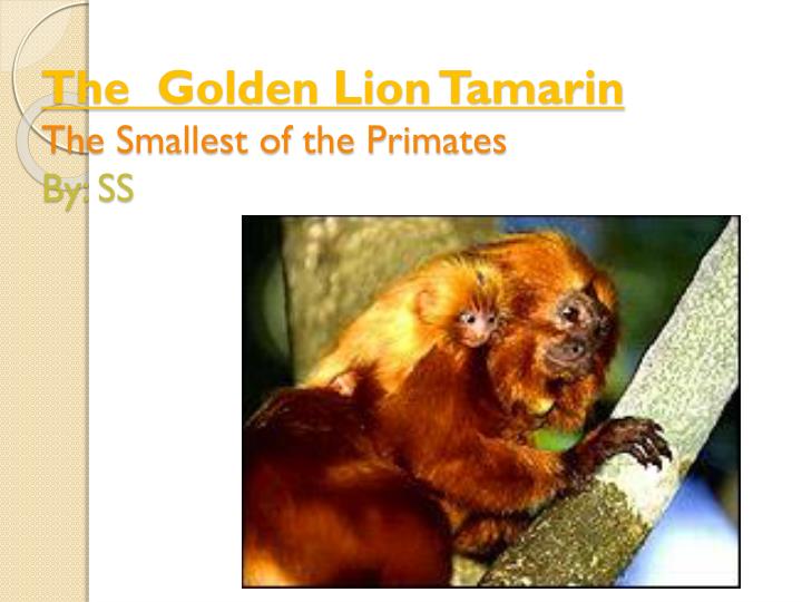the golden lion tamarin the smallest of the primates by ss