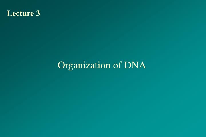 organization of dna