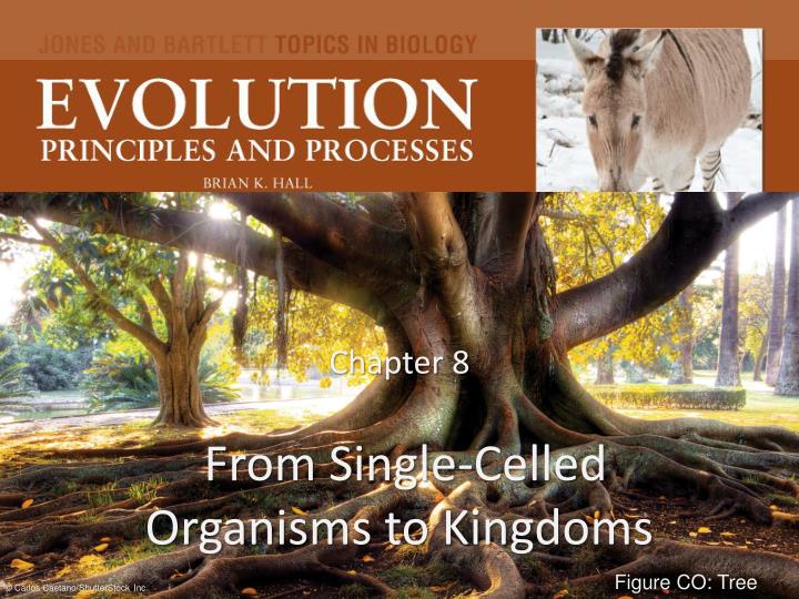 chapter 8 from single celled organisms to kingdoms