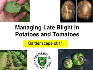 Managing Late Blight in Potatoes and Tomatoes