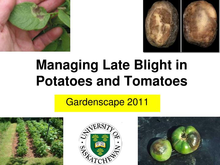 managing late blight in potatoes and tomatoes
